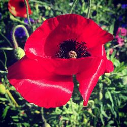 Close-up of red flower