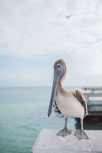 Close-up of pelican