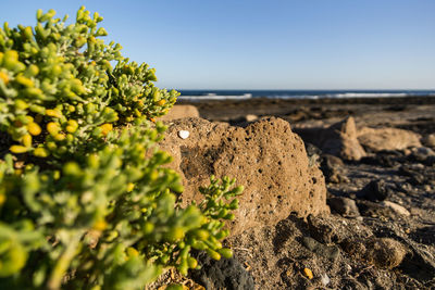 Plant growing on rock by sea against sky