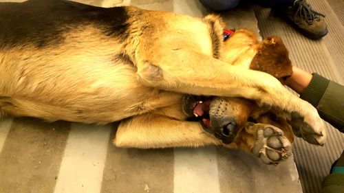 Close-up of dog relaxing outdoors