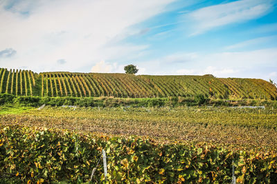 Scenic view of agricultural field against sky