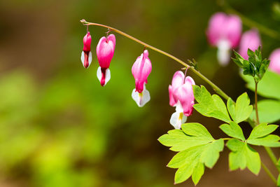 Close-up of pink flowering plant