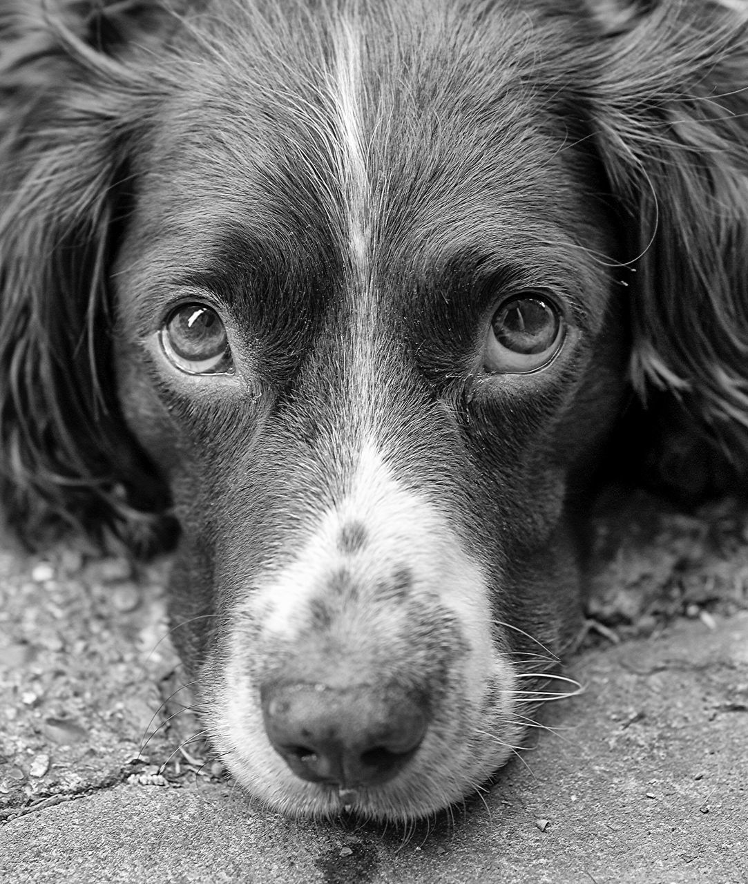 CLOSE-UP PORTRAIT OF DOG