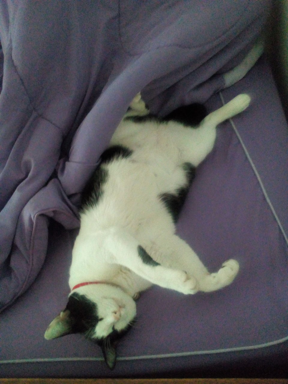 CLOSE-UP OF CAT LYING ON BLANKET