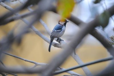 Close-up of bird perching on branch