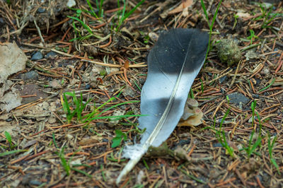 High angle view of feather on field