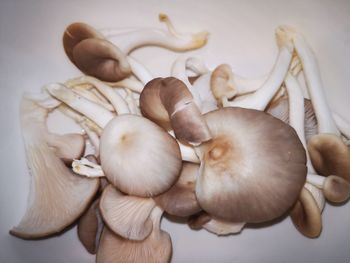 High angle view of mushrooms