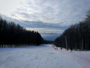 Panoramic view of trees on snow covered landscape