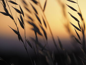 Close-up of stalks in field against sunset sky