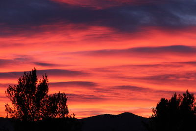 Silhouette of trees at sunset