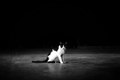 Cat sitting on floor against black background