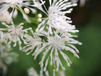 Close-up of white flowers