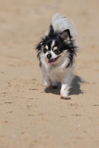 Portrait of dog running on beach