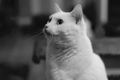 Close-up portrait of cat