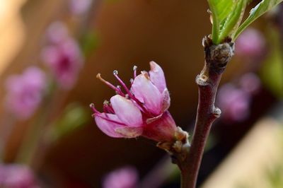 Close-up of pink flowering plant
