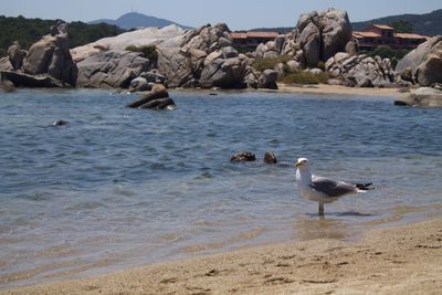 Seagulls on beach