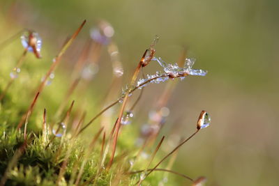 Close-up of wet spider on blade of grass