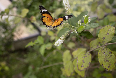 Close-up of butterfly pollinating on flower