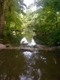 River flowing through forest