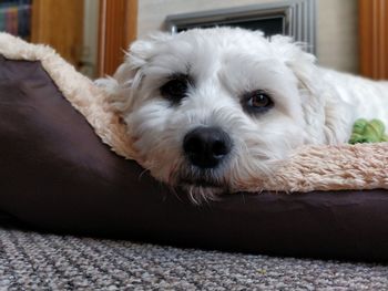 Close-up portrait of dog relaxing at home