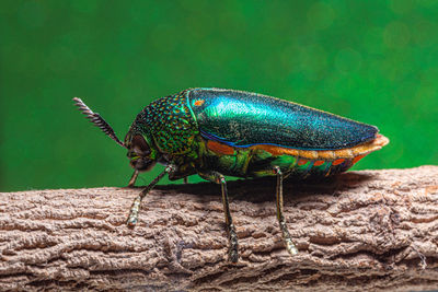 Close-up of insect