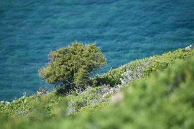 Scenic view of sea against trees