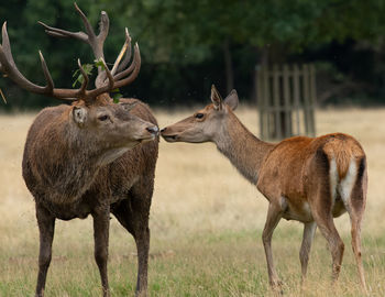 Deer standing on field