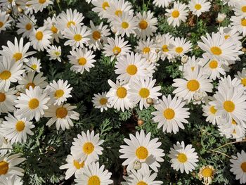 High angle view of daisies