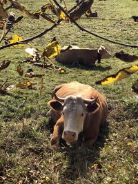 Cow in a field