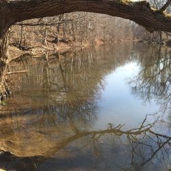 Reflection of trees in water