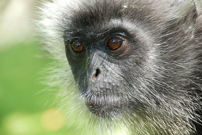 Close-up portrait of silver leaf monkey