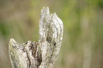 Close-up of tree trunk