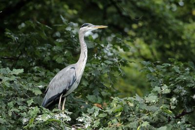 Gray heron perching on tree