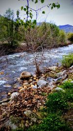 Scenic view of river in forest against sky