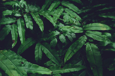 Close-up of fern leaves