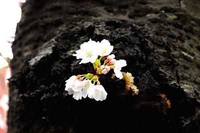 Close-up of white flower tree