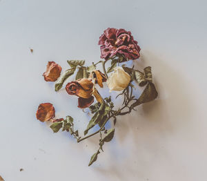 Close-up of wilted rose against white background