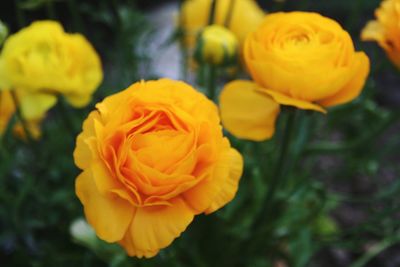 Close-up of yellow flowers blooming outdoors