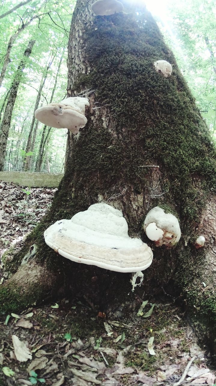 nature, fungus, mushroom, close-up, tree trunk, tree, high angle view, growth, day, field, outdoors, no people, white color, rock - object, beauty in nature, tranquility, sunlight, plant, forest, wood - material