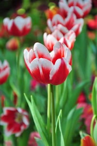 Close-up of red tulip