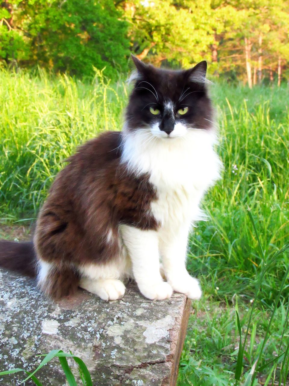 PORTRAIT OF CAT SITTING ON GRASS AGAINST PLANTS