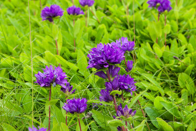 High angle view of purple flowering plants in field