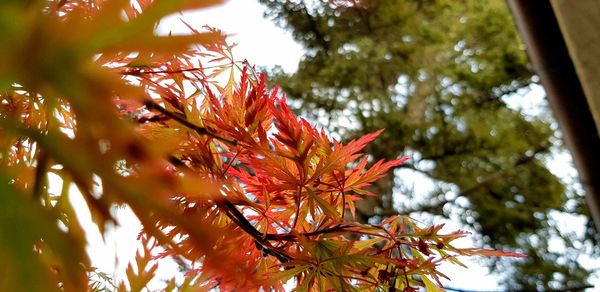 Low angle view of maple leaves on tree