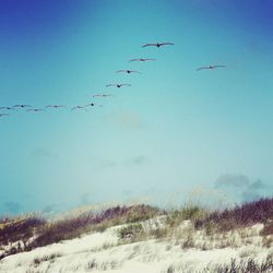 Low angle view of birds flying against clear sky