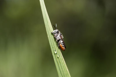 Close-up of insect on grass