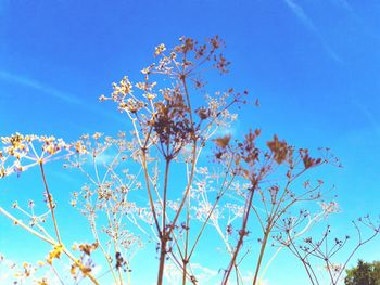 Low angle view of flowering tree against blue sky