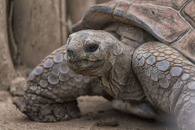 Close-up of tortoise