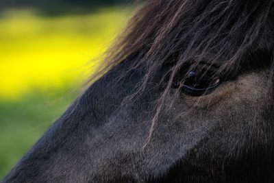 Cropped image of horse