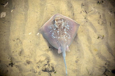 High angle view of fish swimming in sea