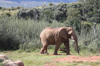 Elephant walking in a field